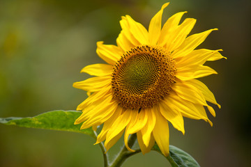 Foto zasłona kwitnący bukiet ładny słońce
