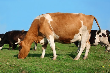 Herd of cows grazed on a green meadow