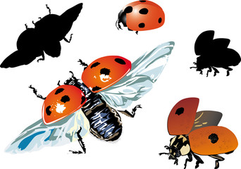 Canvas Print - set of isolated ladybugs