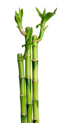 Fotomurales - Bamboo