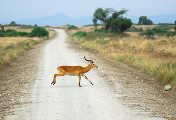 Wall Mural - antelope reedbuck crossing african road