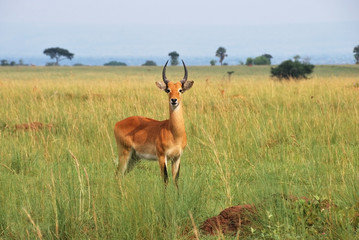 Wall Mural - antelope reedbuck