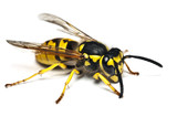 Live wasp isolated on white background