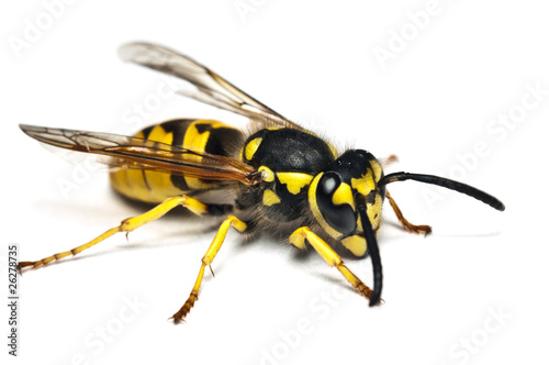 Live wasp isolated on white background