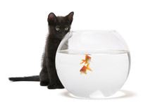 Black Kitten Looking At Goldfish, Carassius Auratus, Swimming