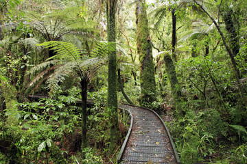 Wall Mural - Tropical forest trail, New Zealand