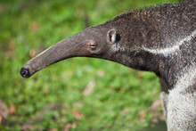 Giant Anteater (Myrmecophaga Tridactyla)