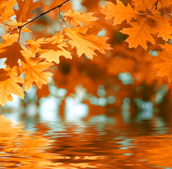 Poster - Autumn leaves reflecting in the water.