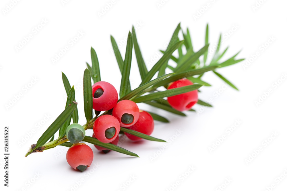 Stock-Foto Zweig von Eibe (Taxus baccata) mit Beeren | Adobe Stock