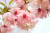 Fototapeta Kwiaty - 八重桜　double cherry blossoms