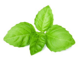 Sticker - basil isolated