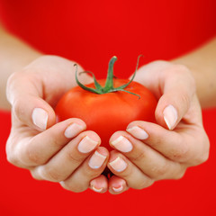 Poster - tomato in woman hands