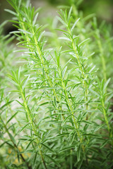 Canvas Print - Rosemary herb plants