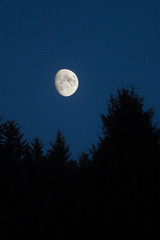 moon setting over green spruces