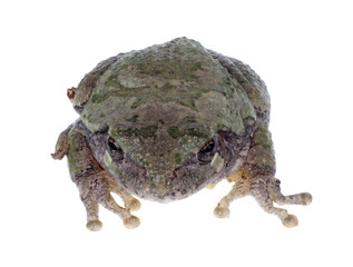 Wall Mural - Eastern Gray Treefrog, Hyla versicolor, isolated