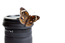 Buckeye Butterfly On A Camera Lens