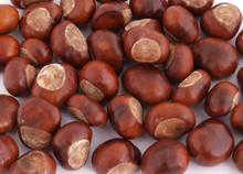 A Conker Is The Seed Of A Horse Chestnut Tree.
