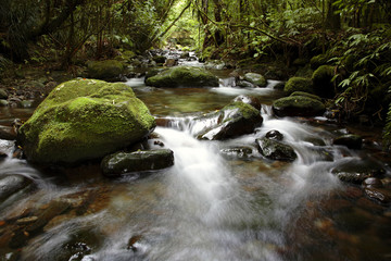 Canvas Print - Stream