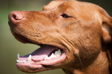 Wall Mural - Happy Hungarian Vizsla Dog Portrait