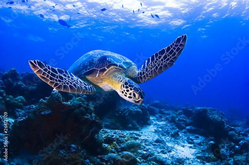 Cuadros en Lienzo Green Seaturtle swimming over the reef in Pulau Sipadan