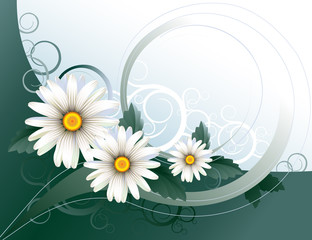 Poster - postal with a three realistic chamomile