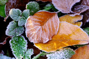 background from autumn leaves