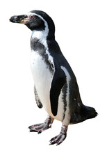 Spheniscus Humboldti Penguin