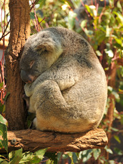 Wall Mural - Sleeping koala on a branch