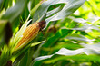 corn cob in the field