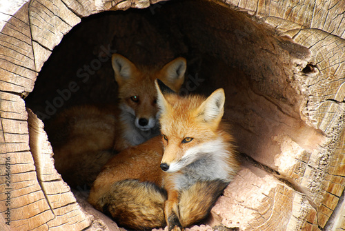 Fotografía Twin Fox hidden in a hollow log