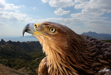 Golden Eagle Over Mountanious Landscape