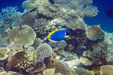  Indian ocean. .Fishes in corals. Maldives..
