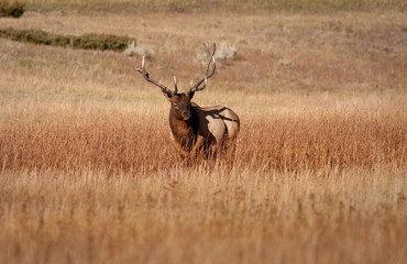 Wall Mural - Elk