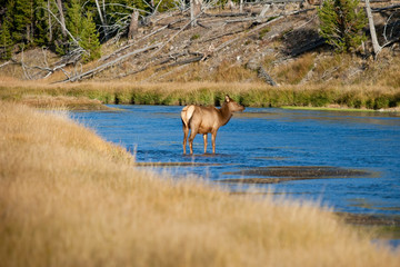 Wall Mural - Elk