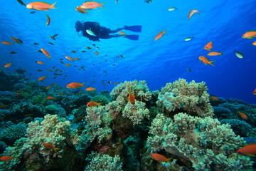 Wall Mural - Scuba Diving on a Coral Reef