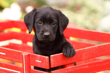 Black Labrador Retriever in Red Wagon 2