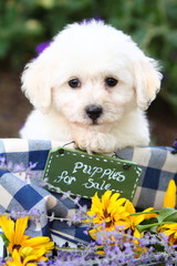 Wall Mural - Bichon Frise in Basket