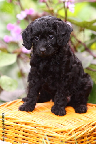 poodle and cocker spaniel mix for sale