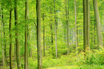 Poster - Buchenwald im Herbst - beech forest in fall 07