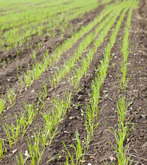 Wall Mural - Autumn field of winter wheat close up view