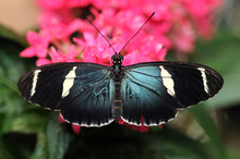 Papillon Heliconius Doris Sur Fleur