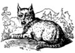vector illustration lynx tattoo