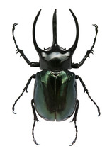 Big Horned Beetle