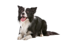 Border Collie Dog Isolated On A White Background