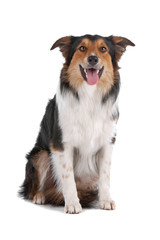 Wall Mural - Tri-color border collie dog sitting and sticking out tongue