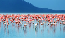 African Flamingos