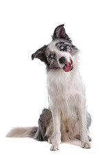 Wall Mural - Blue merle border collie dog sitting , looking at camera