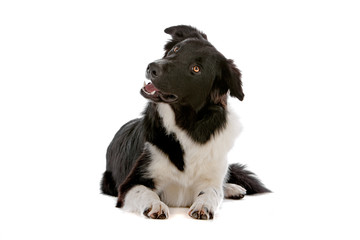 Wall Mural - Border collie dog looking  up, isolated on white