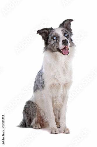 Front View Of Blue Merle Border Collie Dog Sitting Buy This Stock Photo And Explore Similar Images At Adobe Stock Adobe Stock