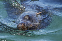 South African (Cape) Fur Seal, Arctocephalus Pusillus #2